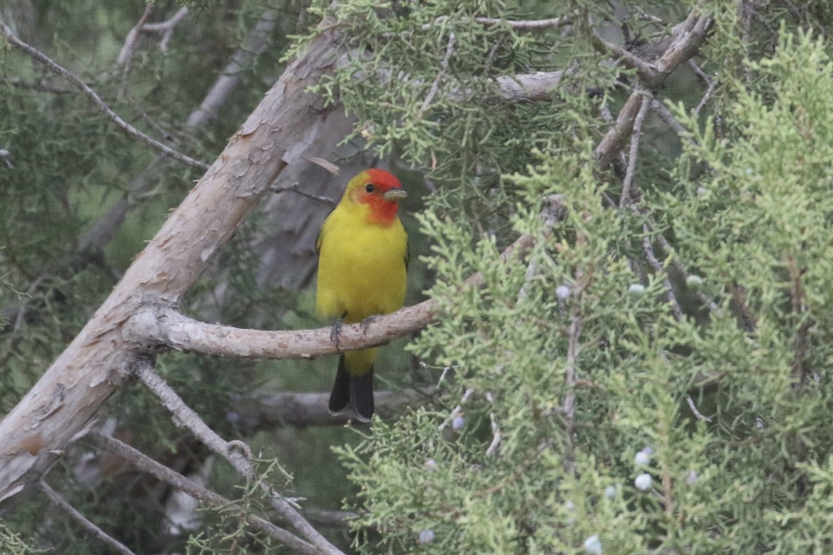 Western Tanager - ML618494097