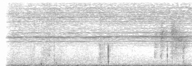 Weißbinden-Ameisenvogel - ML618494099