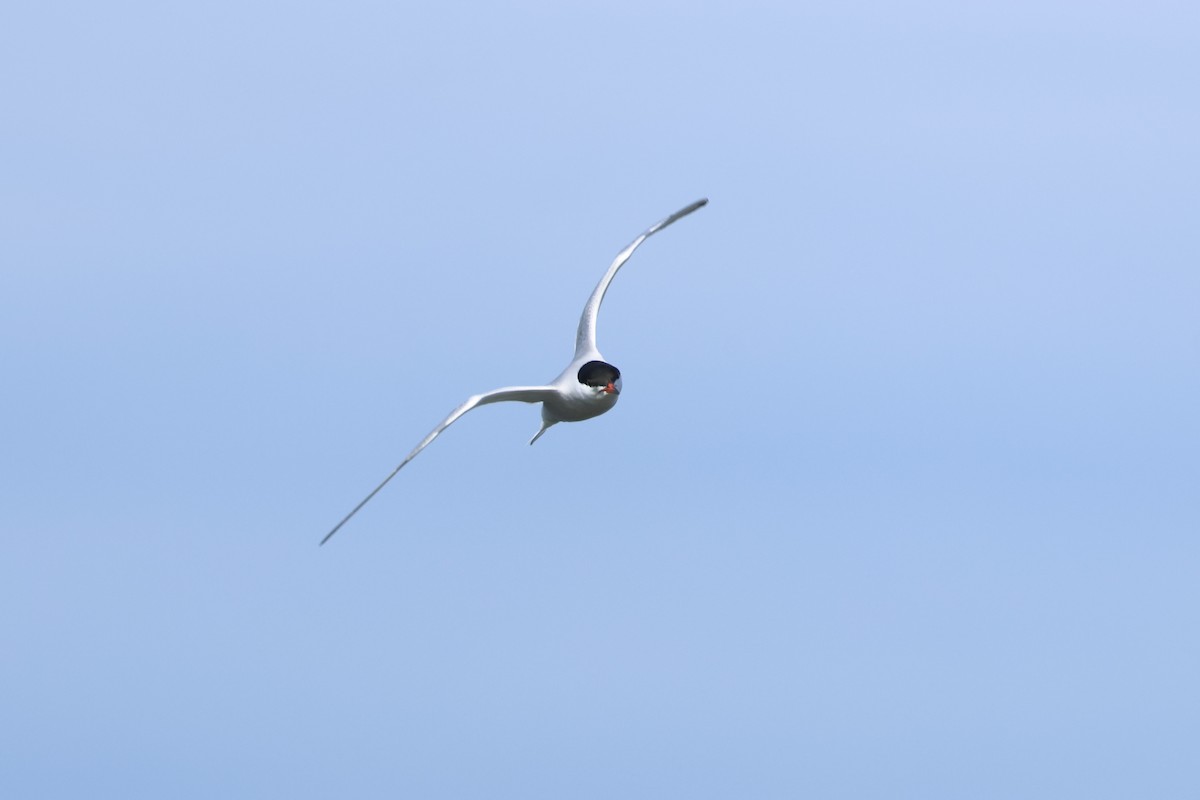 Common Tern - ML618494100