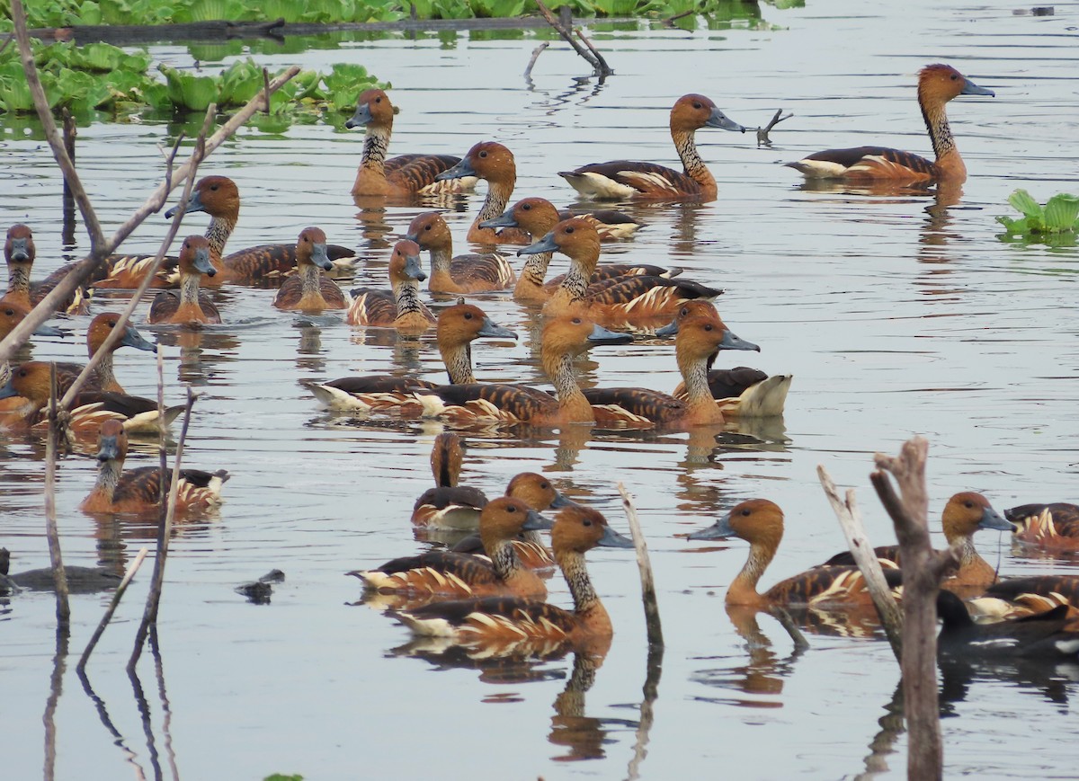 Fulvous Whistling-Duck - ML618494132