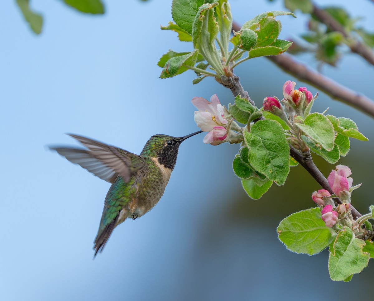 Ruby-throated Hummingbird - ML618494134