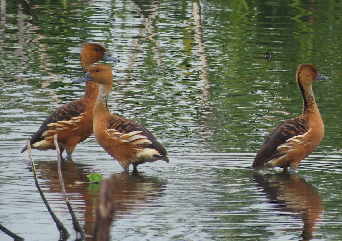 Fulvous Whistling-Duck - ML618494135