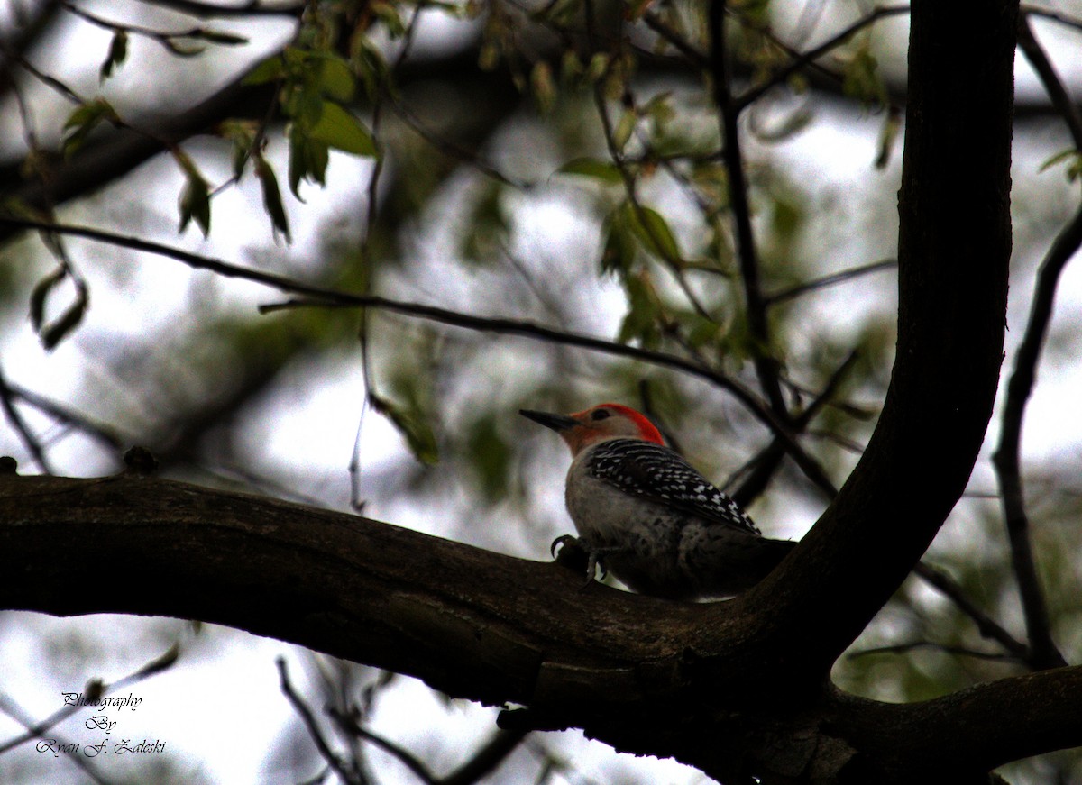 Red-bellied Woodpecker - ML618494172