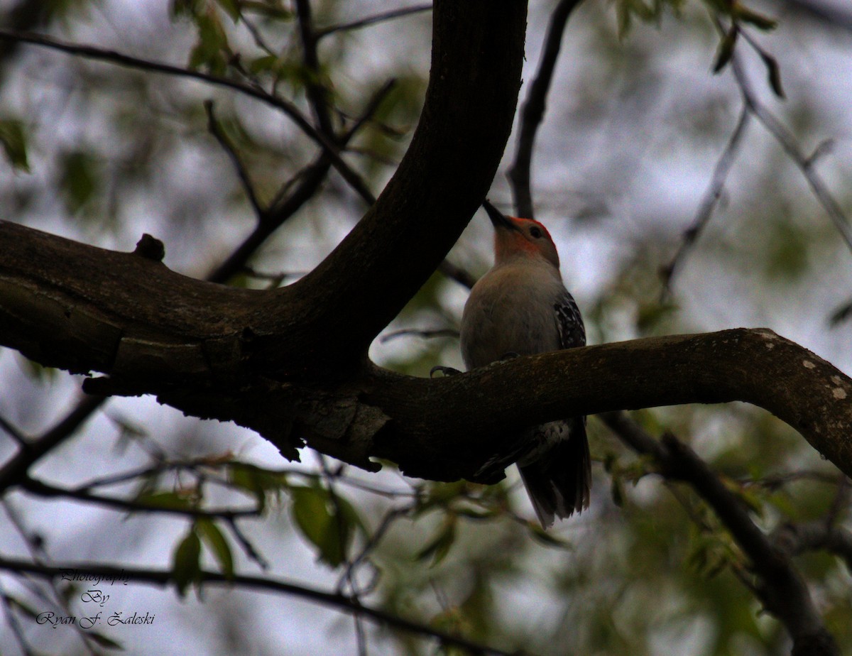Red-bellied Woodpecker - ML618494173