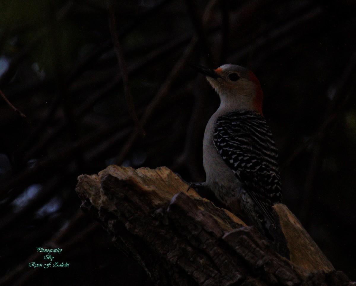 Red-bellied Woodpecker - ML618494174