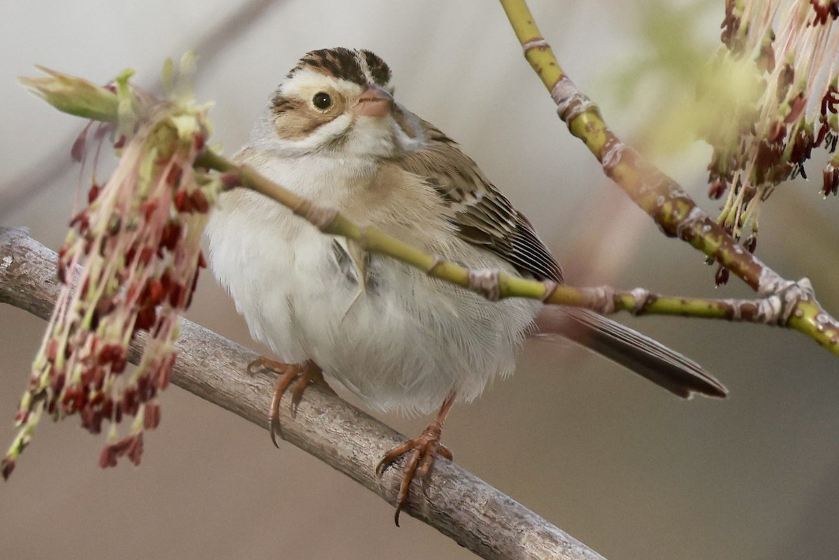 Clay-colored Sparrow - Jeff Skevington