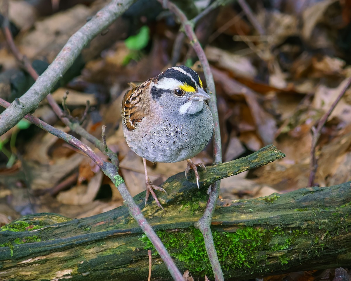 White-throated Sparrow - Carey Sherrill