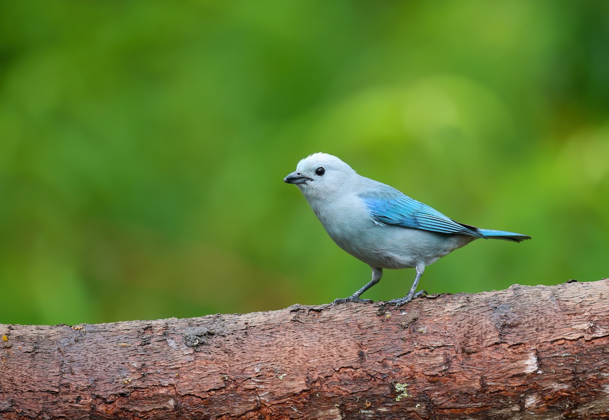 Blue-gray Tanager - ML618494300