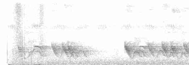 Kırlangıç Kuyruklu Manakin - ML618494305