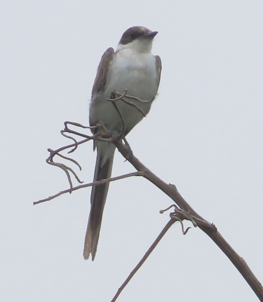 Fork-tailed Flycatcher - ML618494314