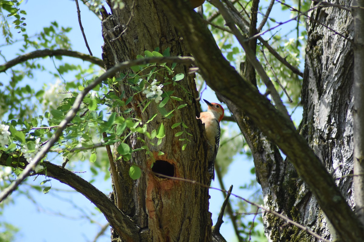 Red-bellied Woodpecker - ML618494318