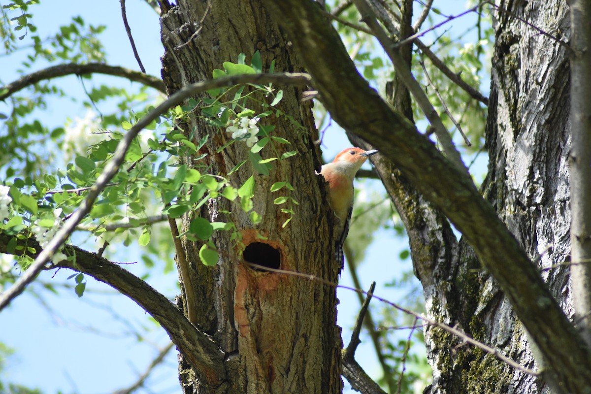 Red-bellied Woodpecker - ML618494319