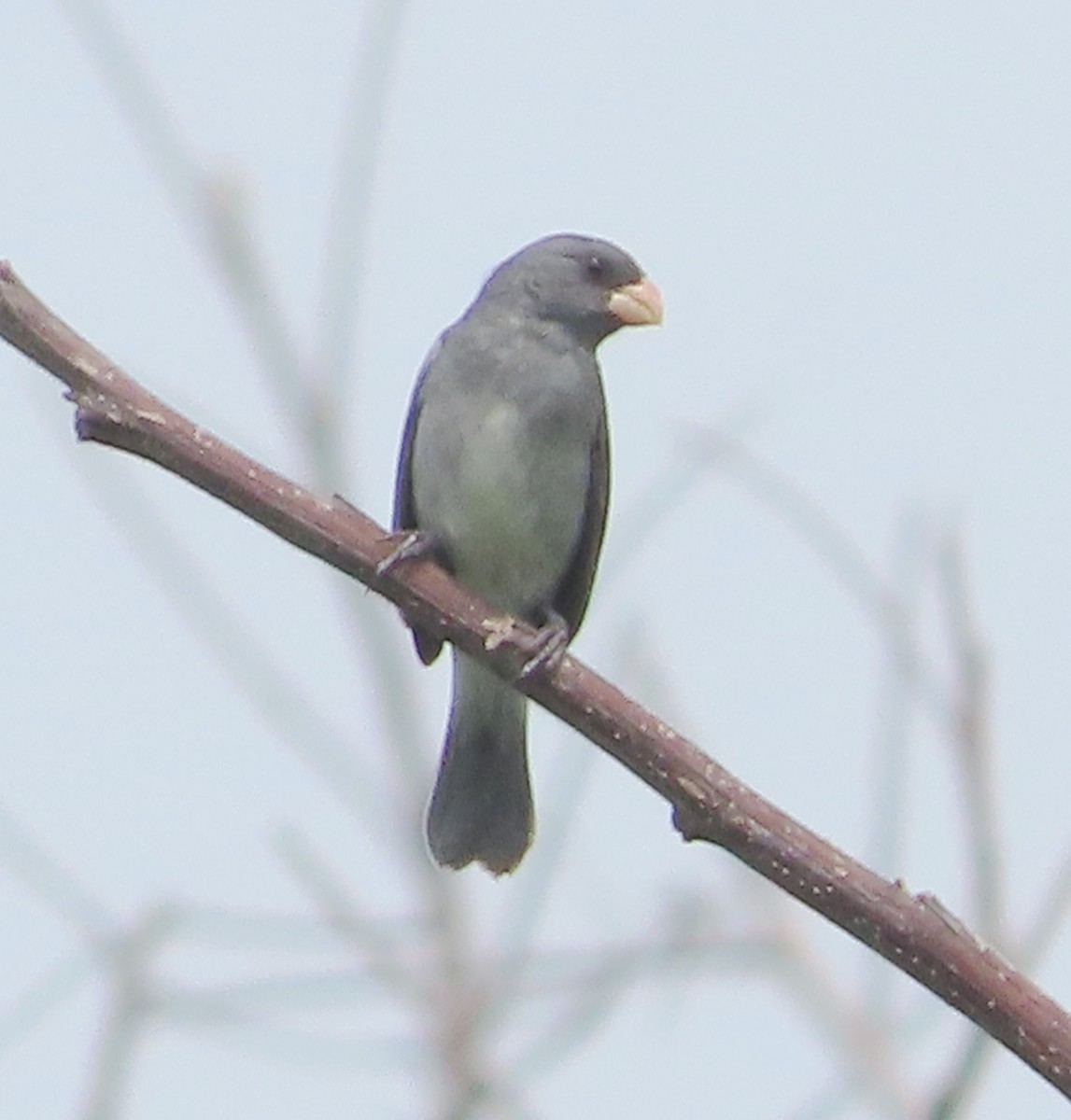 Gray Seedeater - ML618494332