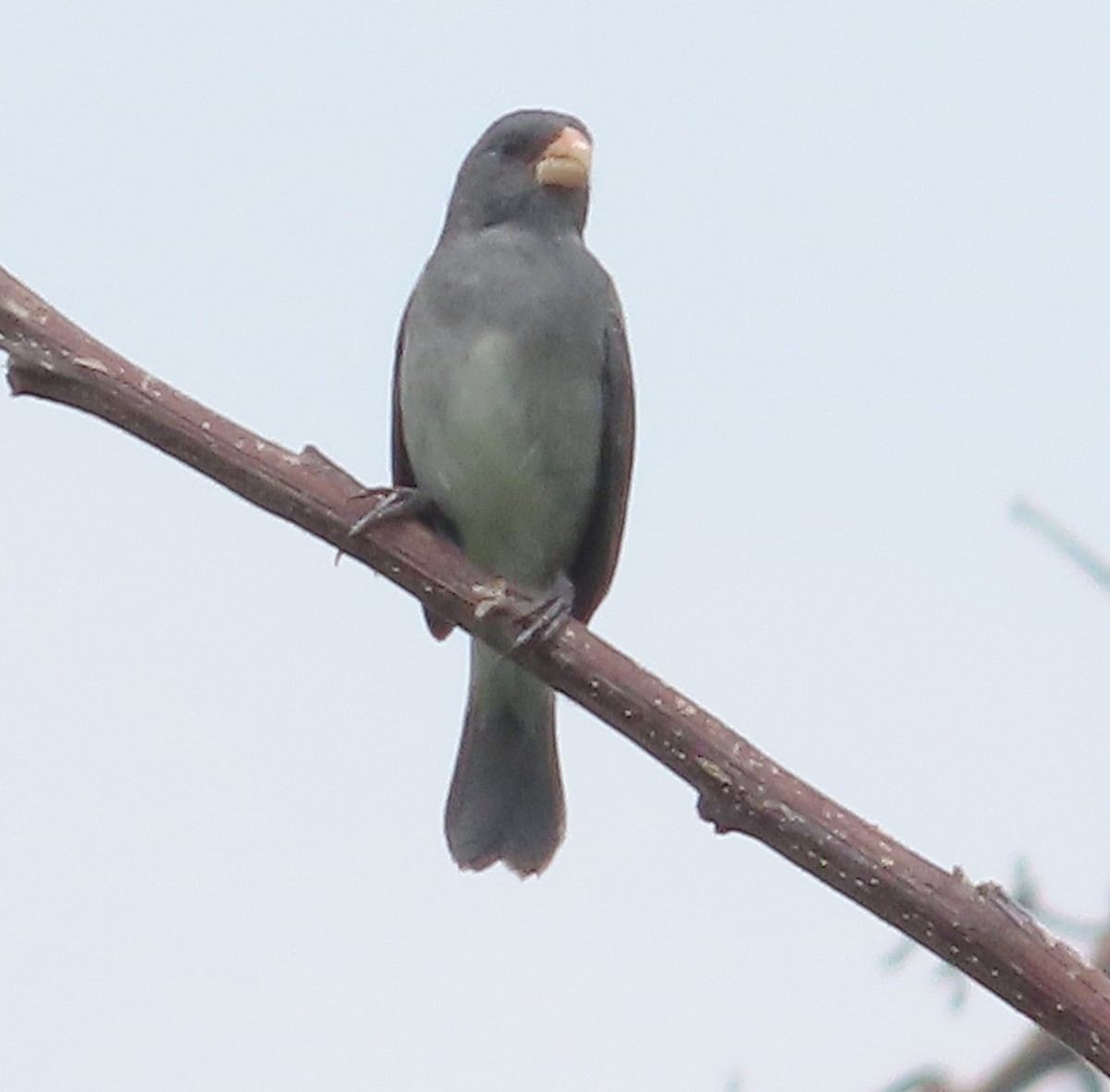 Gray Seedeater - ML618494333