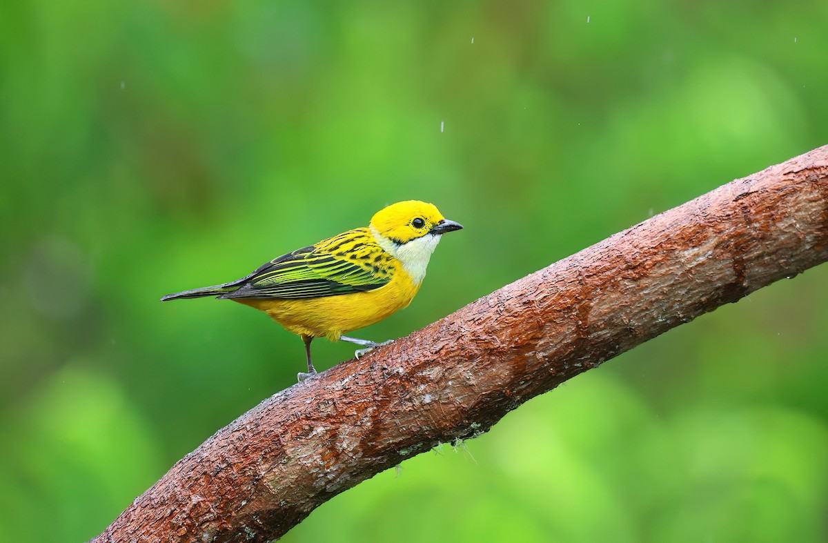 Silver-throated Tanager - Channa Jayasinghe