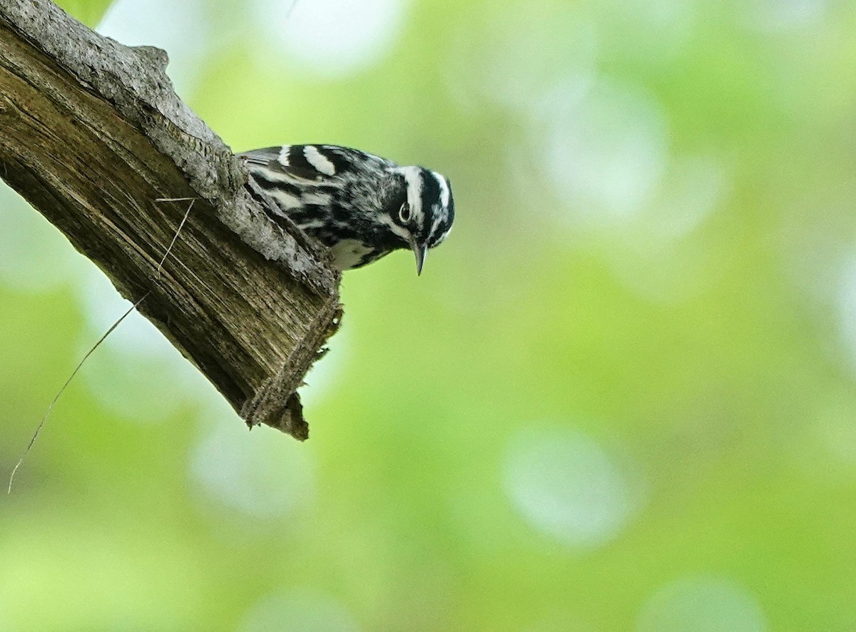 Black-and-white Warbler - ML618494387