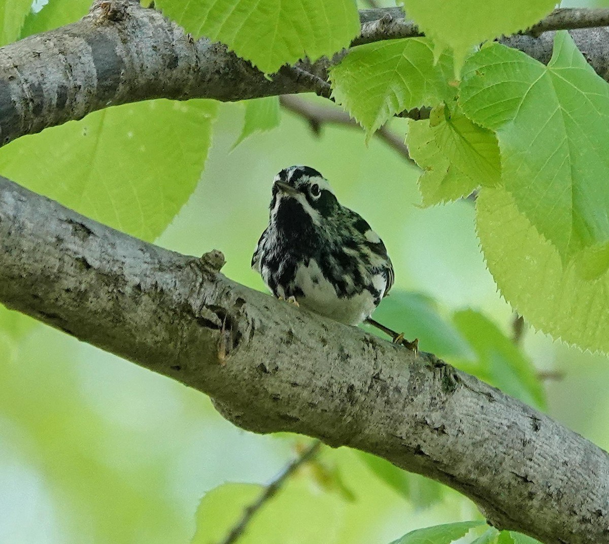 Black-and-white Warbler - ML618494399