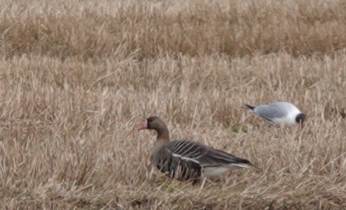 Greater White-fronted Goose - ML618494455