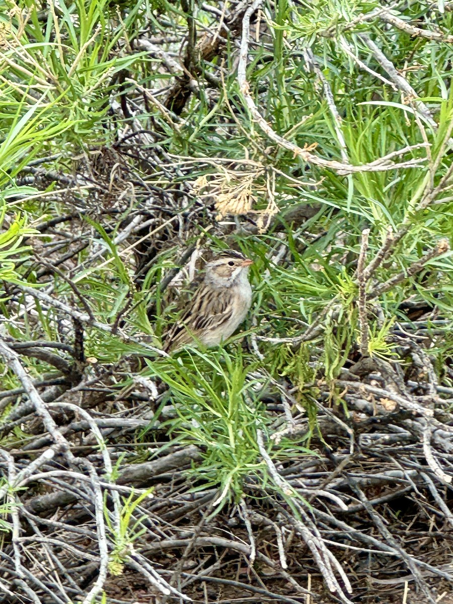 Clay-colored Sparrow - ML618494463