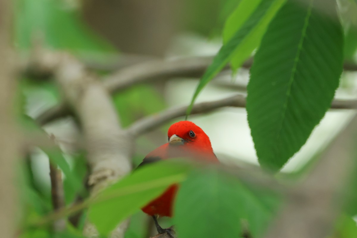 Scarlet Tanager - ML618494491