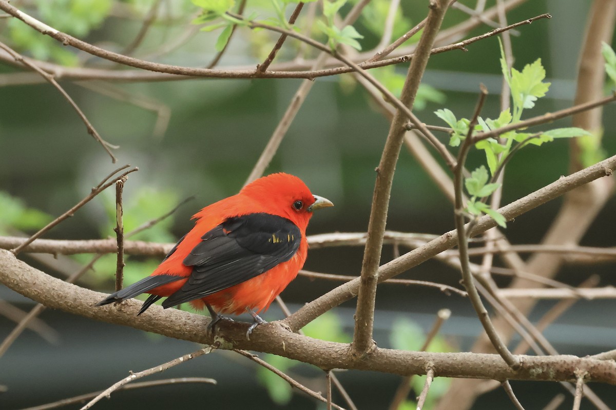 Scarlet Tanager - ML618494522