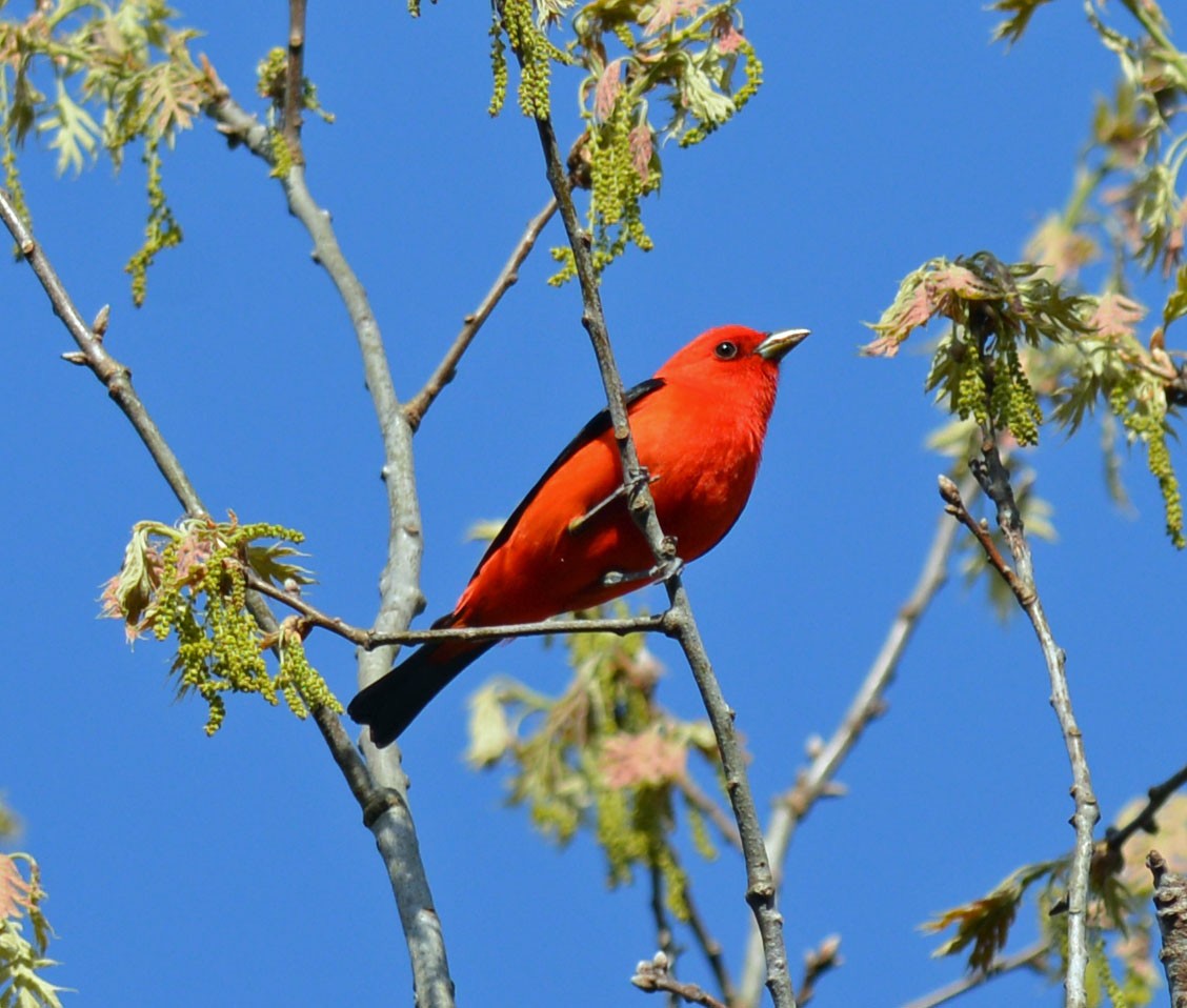 Scarlet Tanager - ML618494580