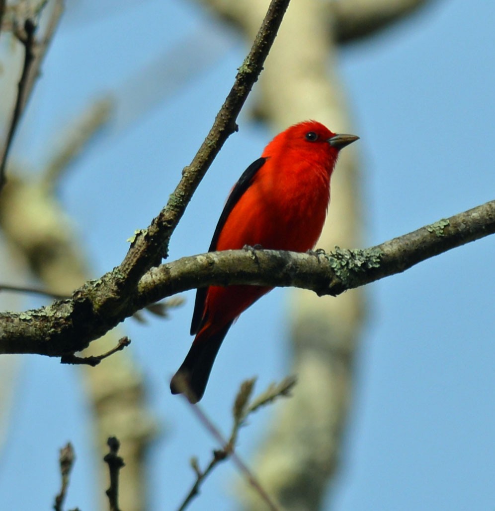 Scarlet Tanager - ML618494581