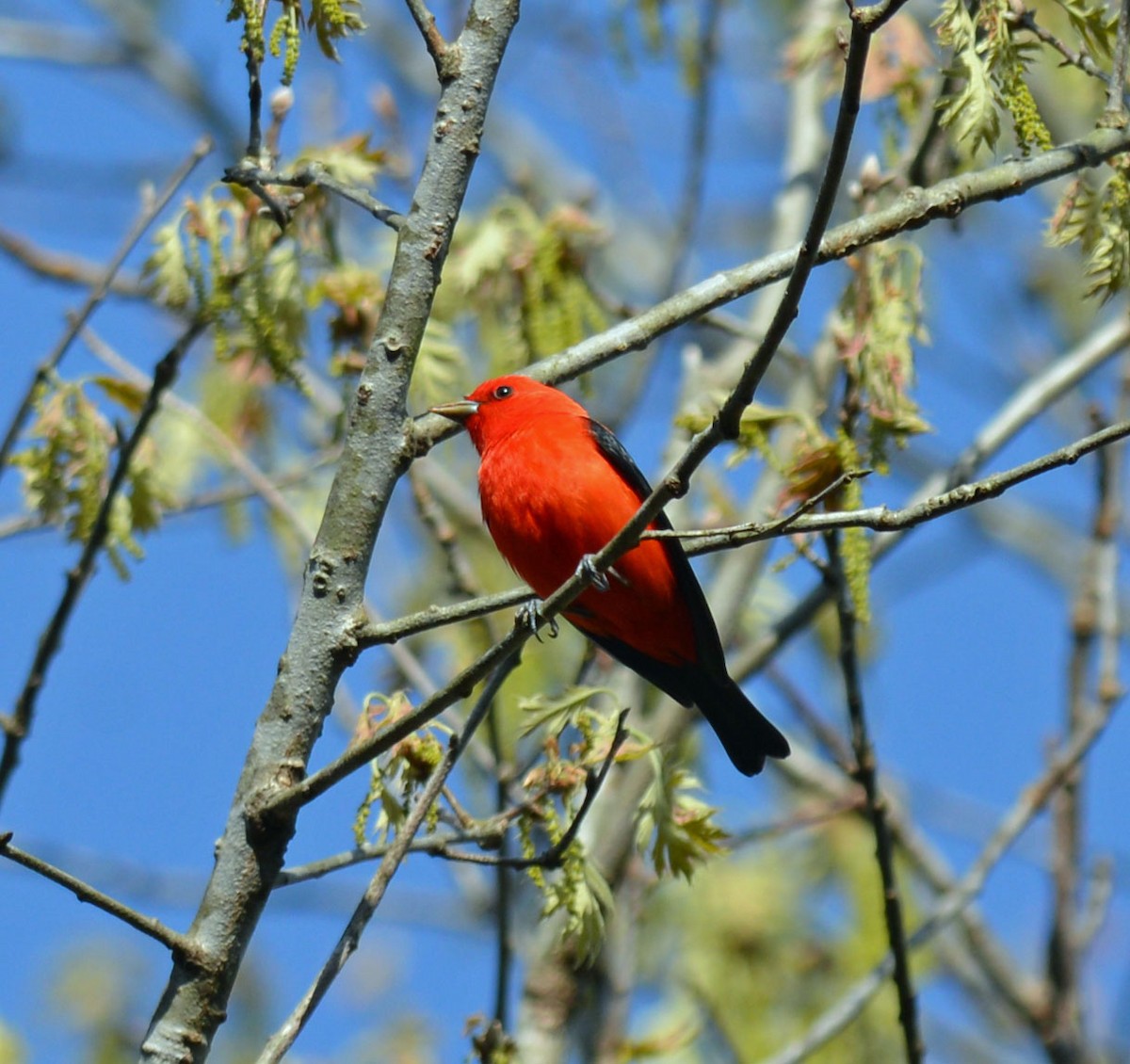 Scarlet Tanager - ML618494582