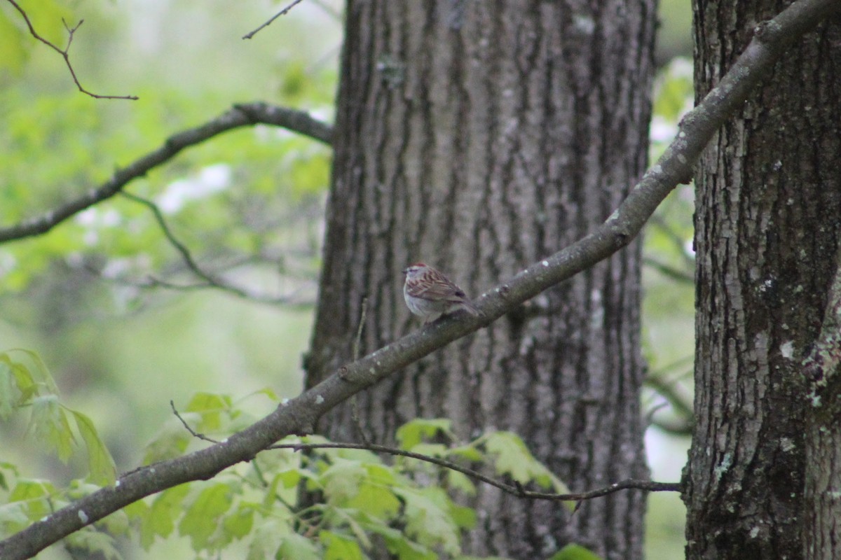 Chipping Sparrow - ML618494590