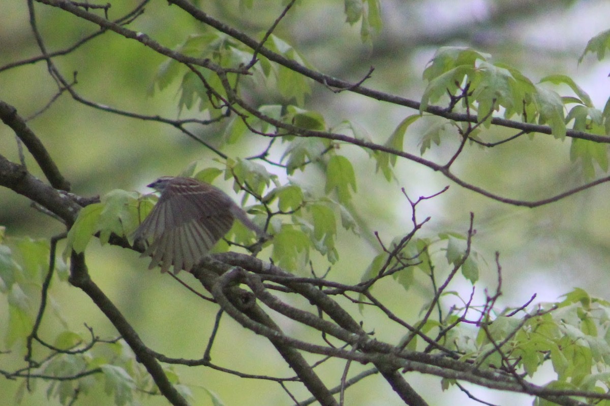 Chipping Sparrow - Morgan March
