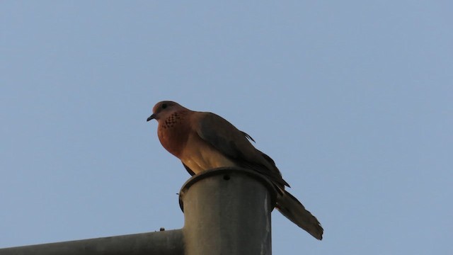 Laughing Dove - ML618494604
