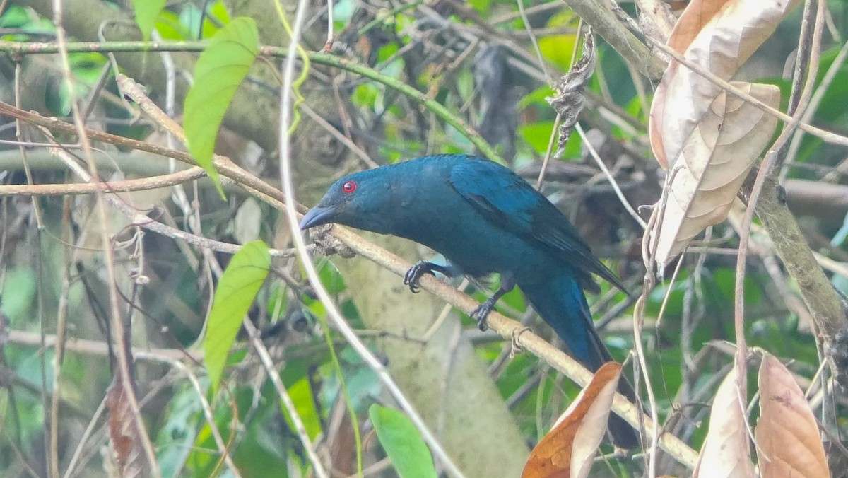 Asian Fairy-bluebird - Bijoy Venugopal