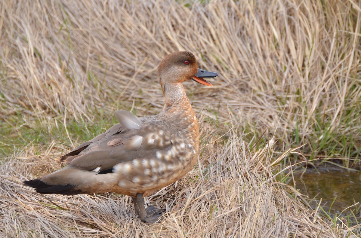 Crested Duck - ML618494725