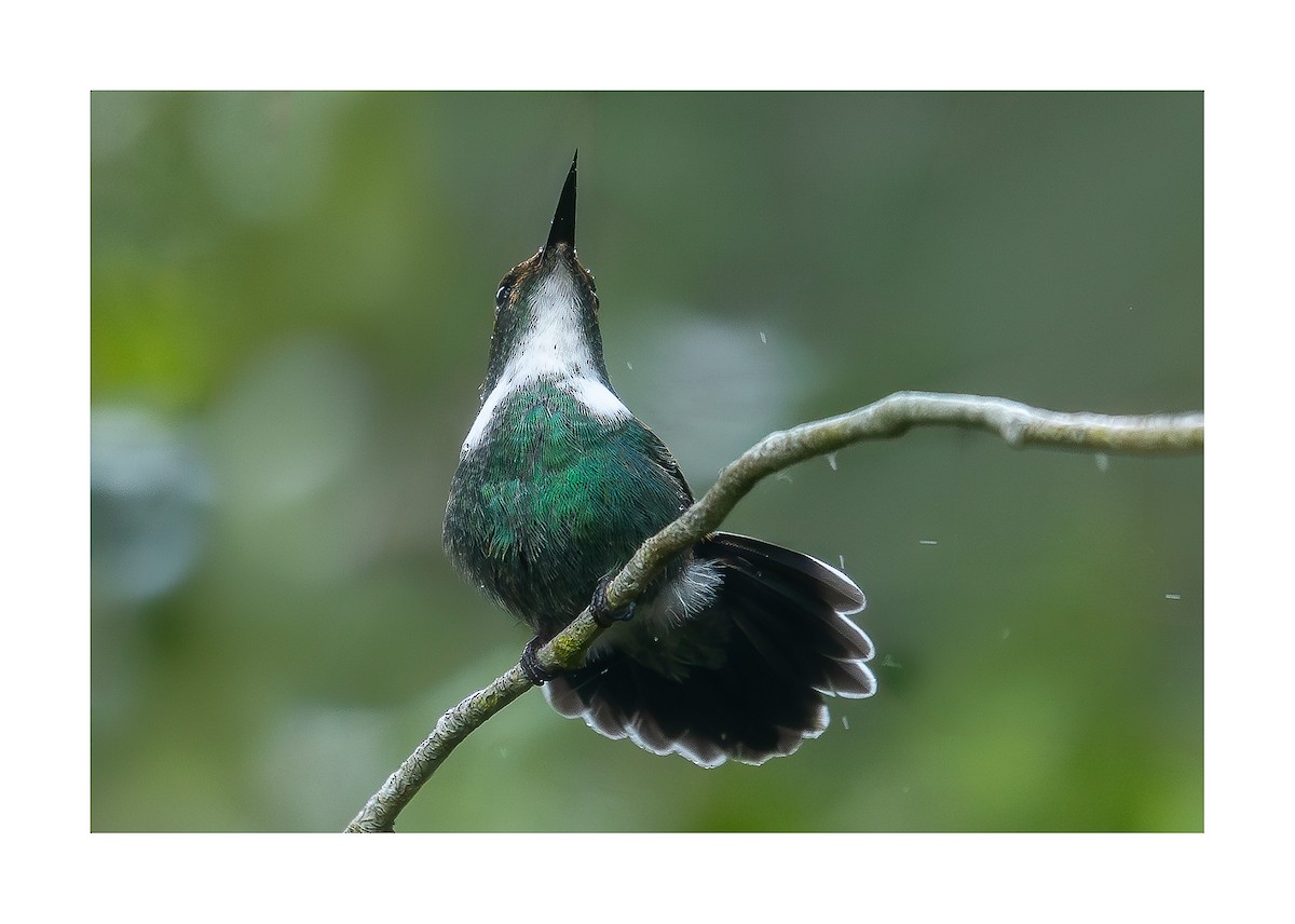 kolibřík bělohrdlý - ML618494728