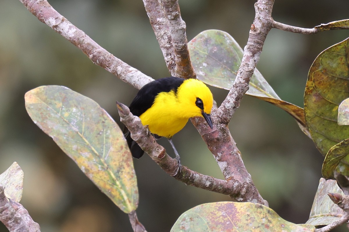 Black-and-yellow Tanager - Hubert Stelmach
