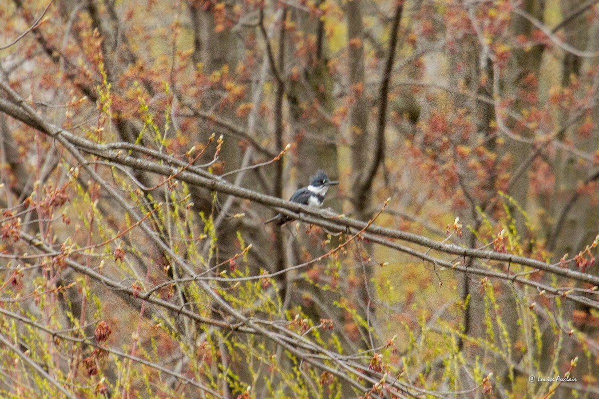 Belted Kingfisher - ML618494759