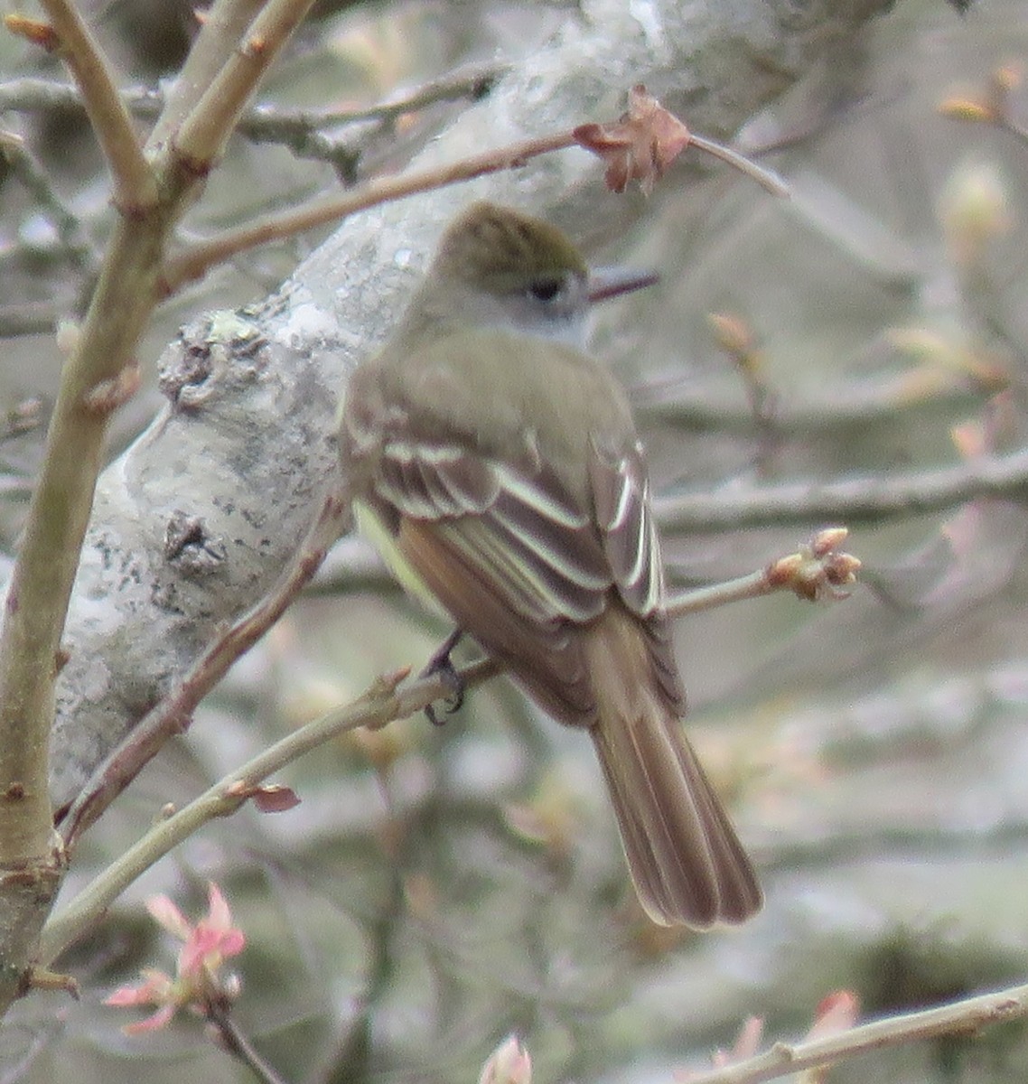Great Crested Flycatcher - ML618494763