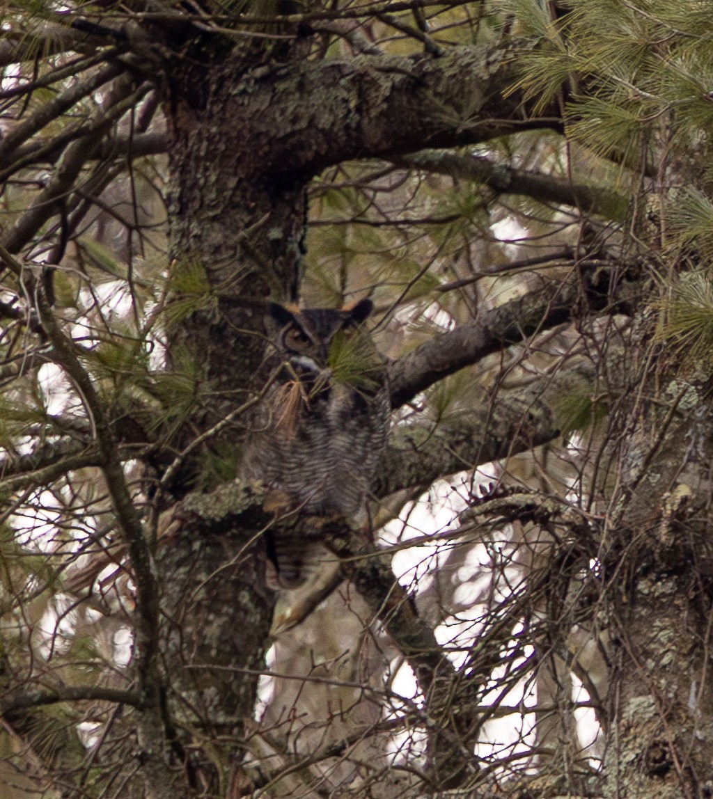 Great Horned Owl - ML618494766