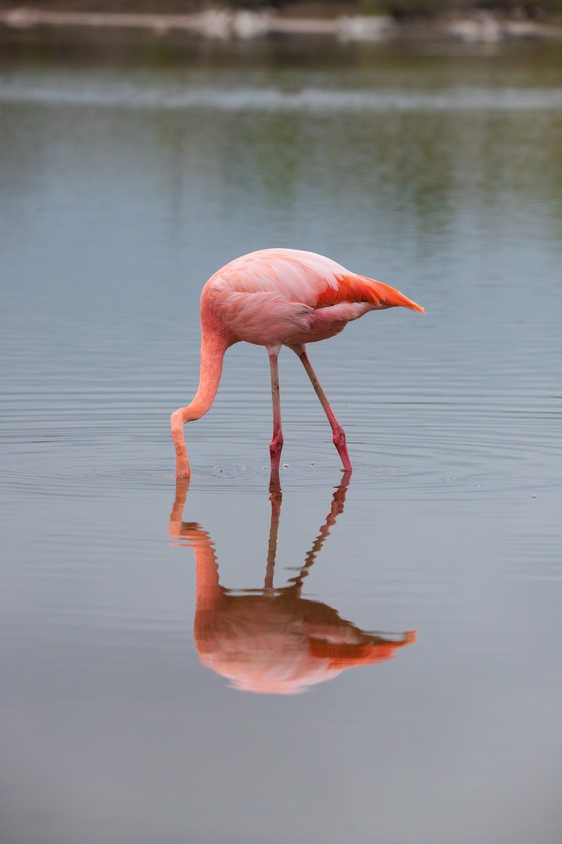 American Flamingo - ML618494774