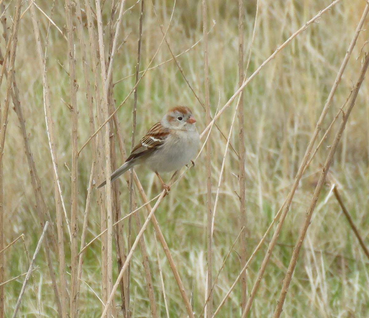 Field Sparrow - Roger Debenham