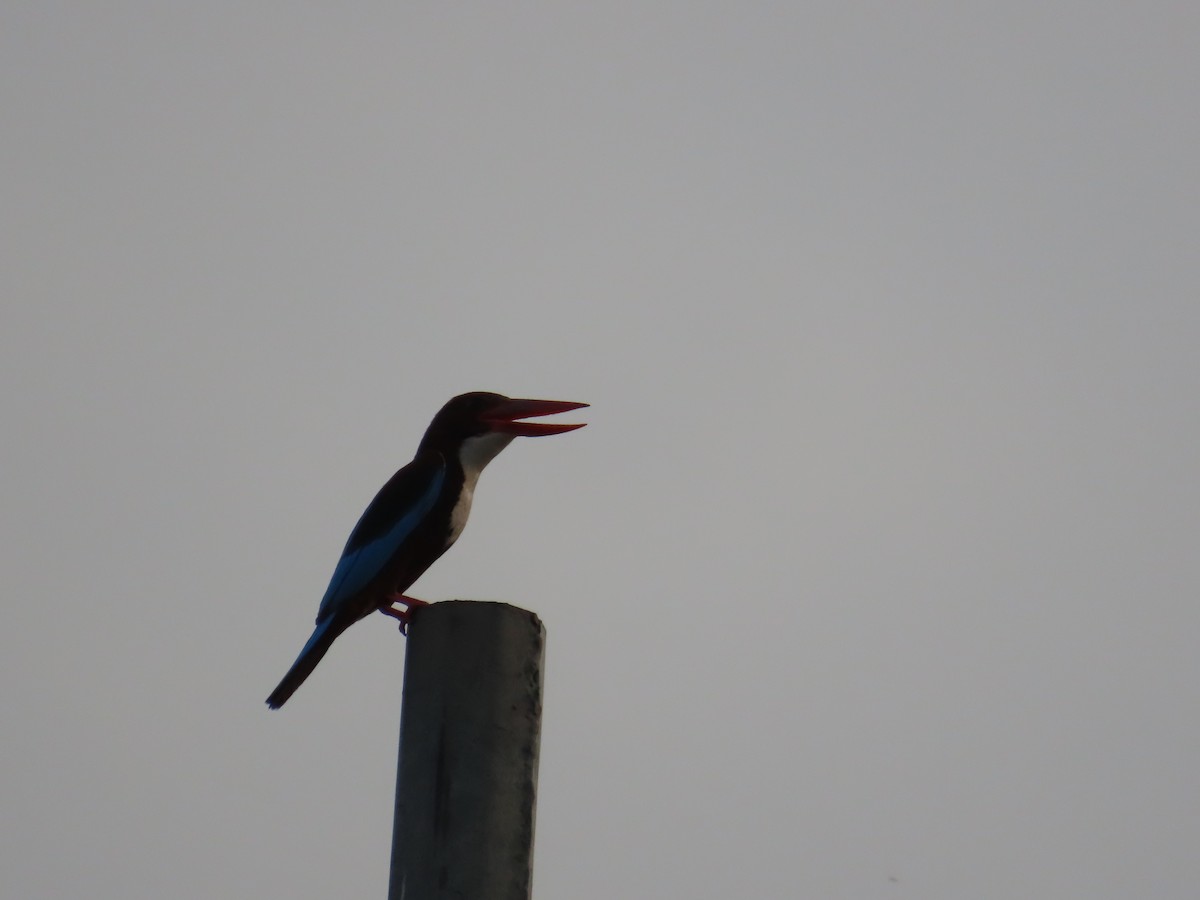 White-throated Kingfisher - Gargi Dalawat