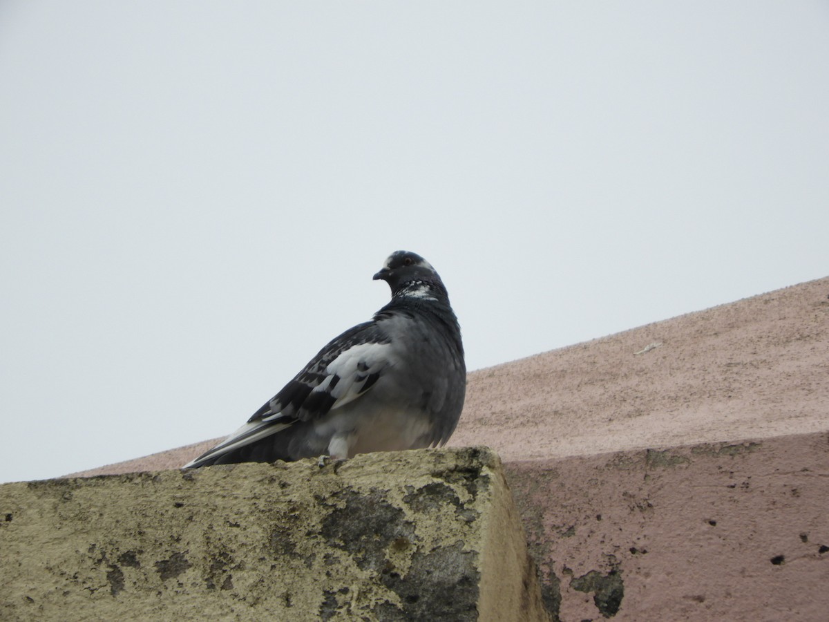 Rock Pigeon (Feral Pigeon) - Silvia Enggist