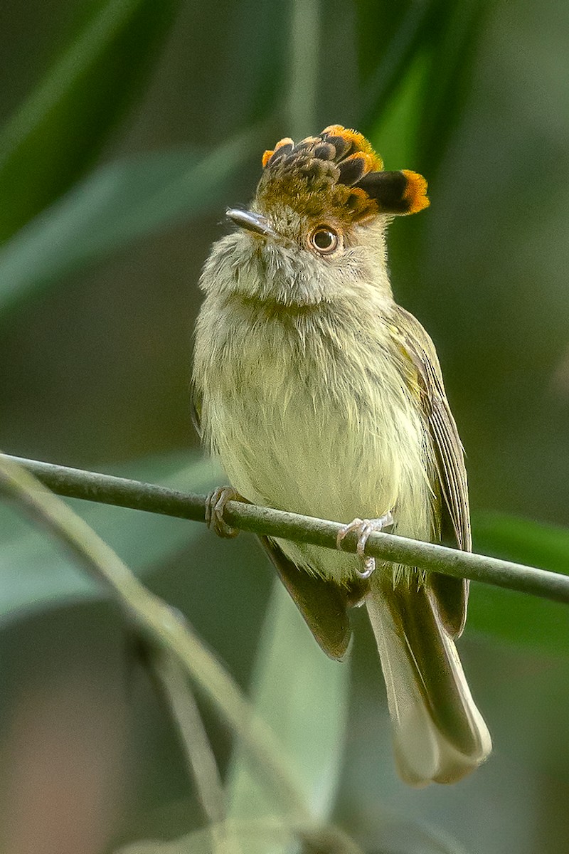 Scale-crested Pygmy-Tyrant - ML618494859