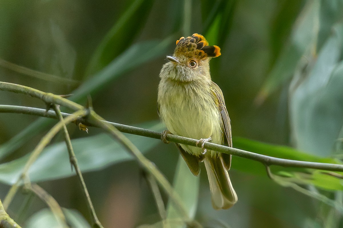 Scale-crested Pygmy-Tyrant - Heiler Uribe