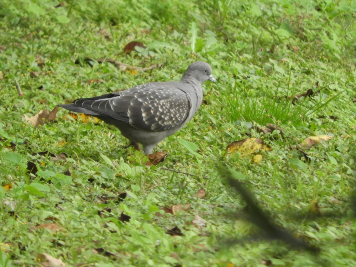 Spot-winged Pigeon - ML618494867