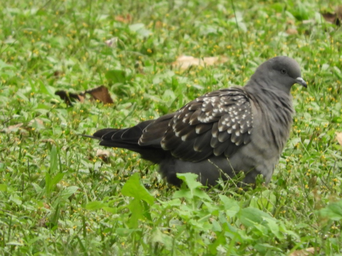 Spot-winged Pigeon - ML618494869