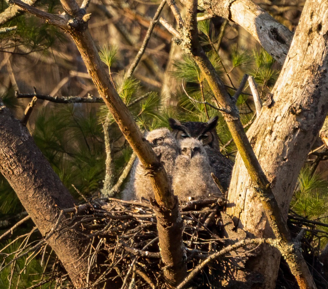 Great Horned Owl - ML618494871