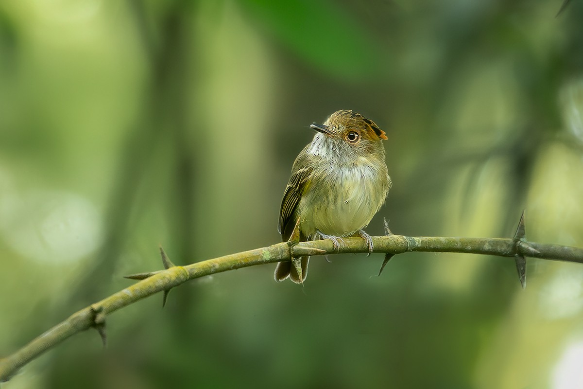 Scale-crested Pygmy-Tyrant - ML618494889