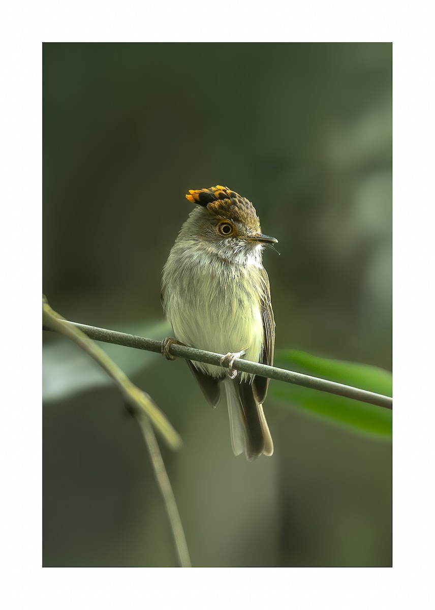 Scale-crested Pygmy-Tyrant - ML618494890