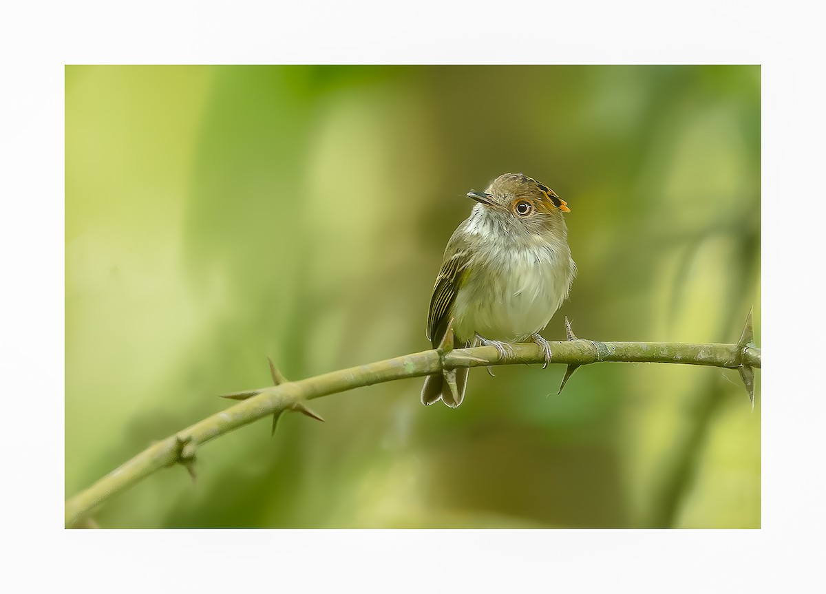 Scale-crested Pygmy-Tyrant - ML618494891